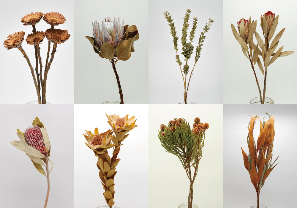 VARIOUS DRIED FLOWERS image04