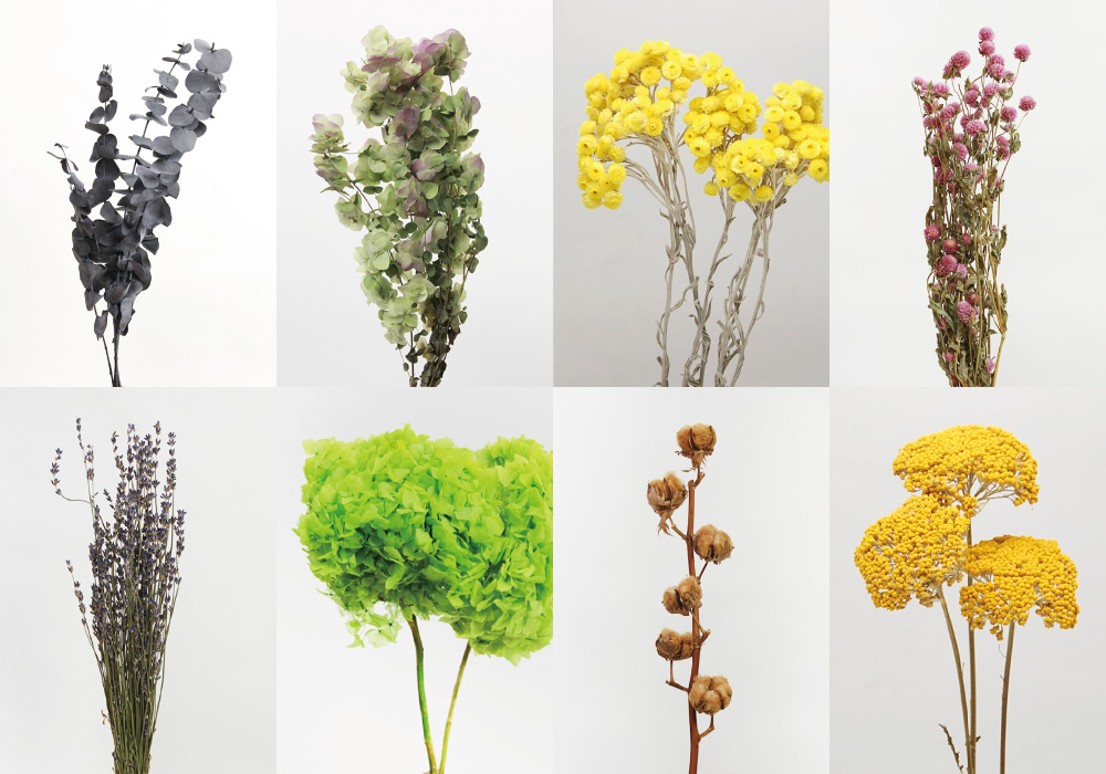 VARIOUS DRIED FLOWERS image05