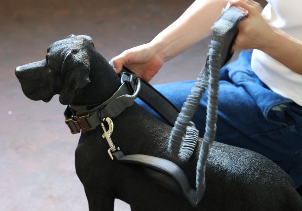 Noble Collarのイメージ