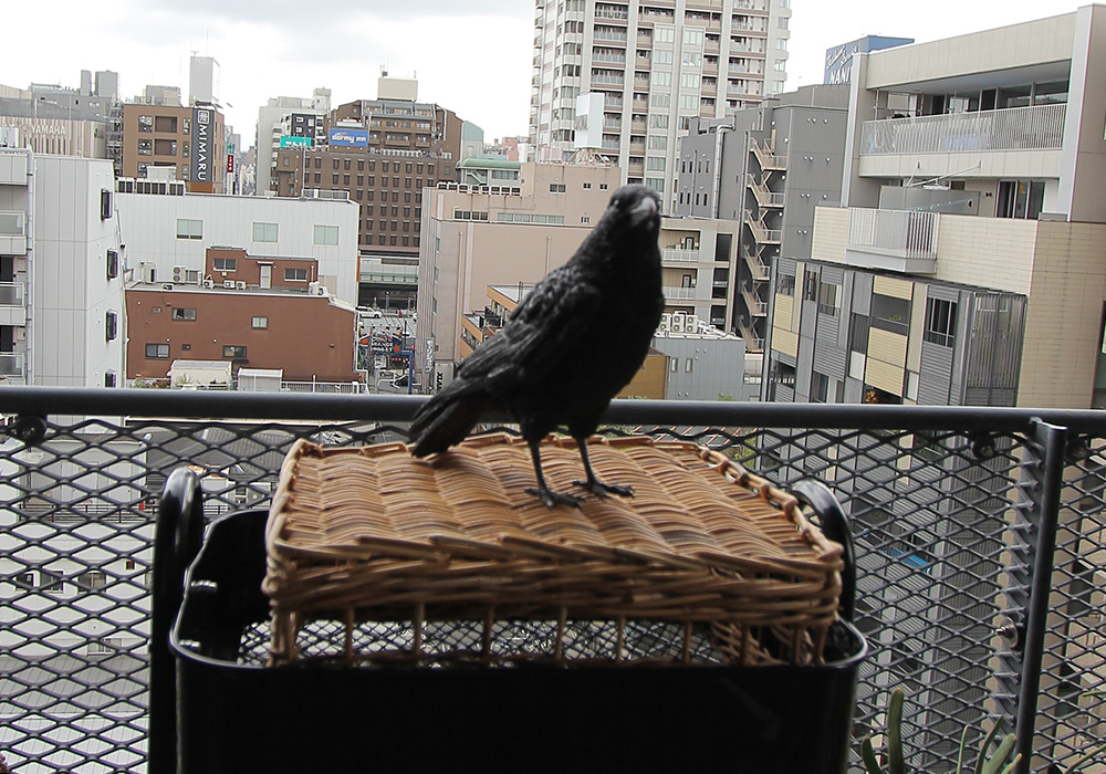 PET BANK CARRION CROWのイメージ01