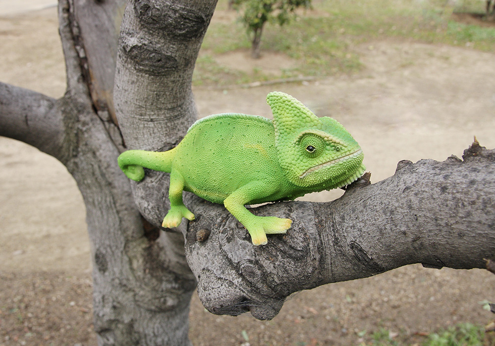PET BANK CHAMELEONのイメージ01