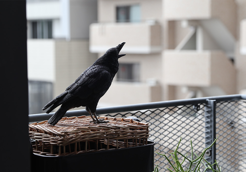 PET BANK JUNGLE CROWのイメージ01