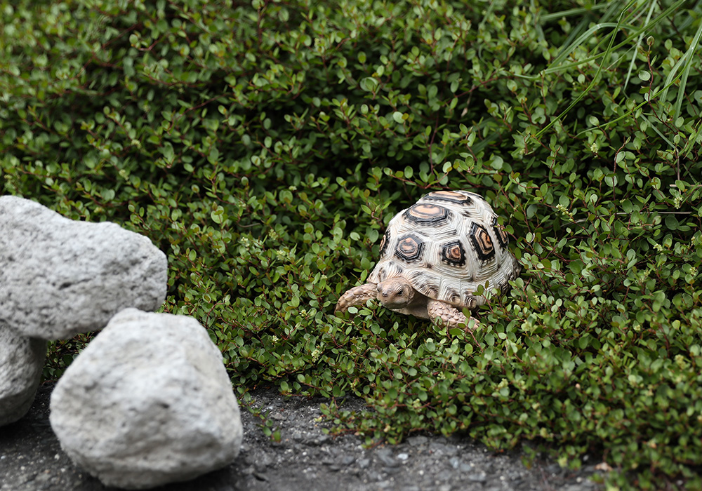 PET BANK LEOPARD TORTOISEのイメージ01
