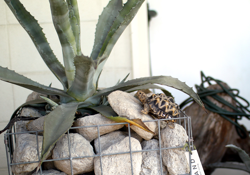 PET BANK STAR TORTOISEのイメージ01