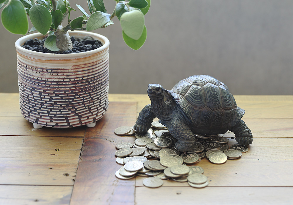 PET BANK TORTOISEのイメージ01