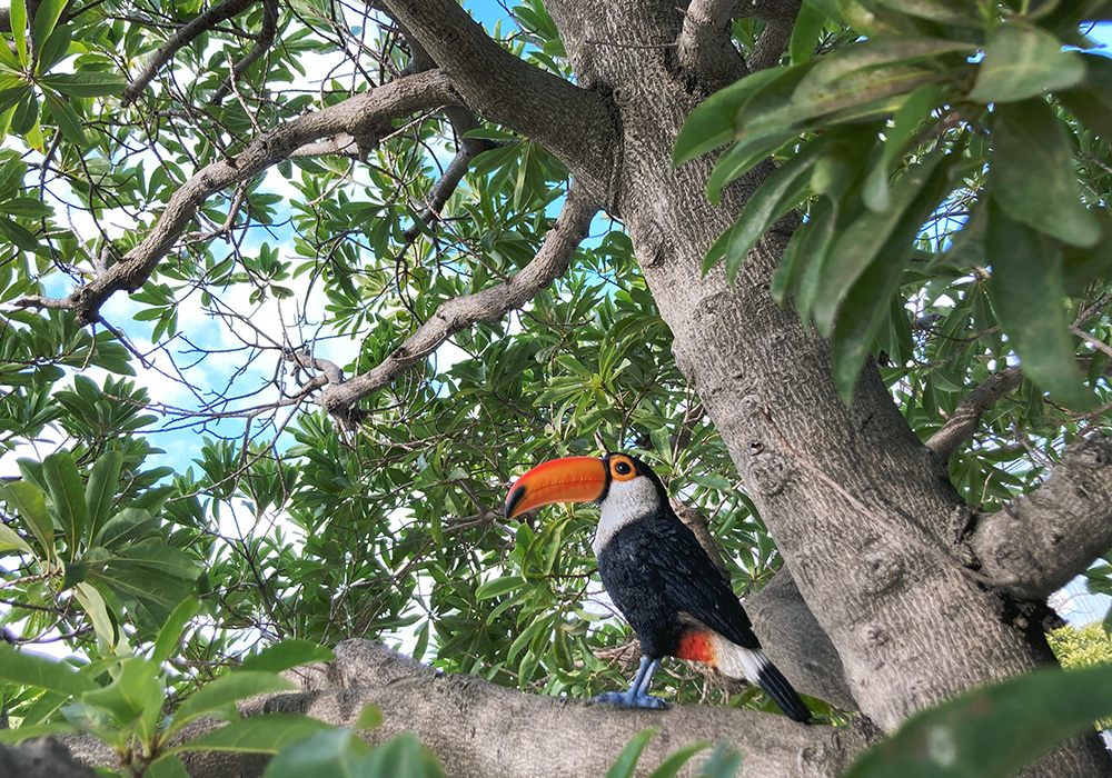 PET BANK TOUCANのイメージ01