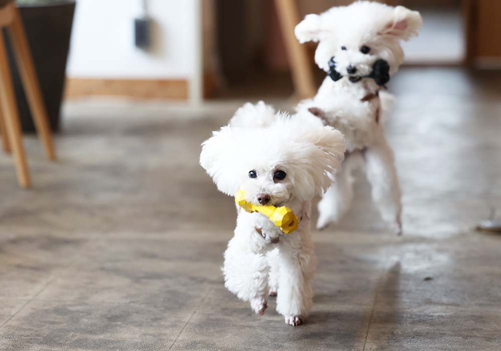 BONE BONE BONEのイメージ02