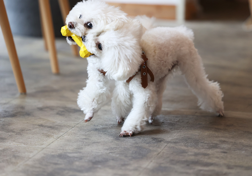 BONE BONE BONEのイメージ03